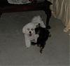 Noah Loves Bella the Bichon-dscn3120.jpg