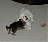 Noah Loves Bella the Bichon-wrestling.jpg