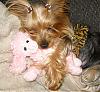 Awww, I think she likes her new toy....-chloe-poodle.jpg