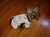 Sukoshi Wearing Yorkiemommy2b Clothes-dsc05356-sukoshis-pjs.jpg