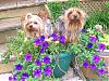 Mojo & Lily Grace in the flowers-dscn0947s.jpg