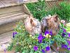 Mojo & Lily Grace in the flowers-dscn0946s.jpg