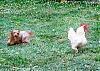 Watch out, chickens! Sully's baaaaack!-tnjune63sm.jpg