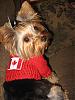 Layla is ready for Canada Day!-june-22.07.jpg