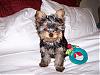 Rocky baby pictures-rocky-3-mo.jpg