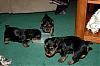 Reggies Pups-herd.jpg
