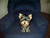 My own baby Cooper-yorkiepup0607009.jpg