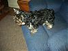 My own baby Cooper-yorkiepup0607010.jpg