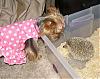 Chloe & Herbie the Hedgehog (no it is NOT a toy!)-chloe-herbie.jpg
