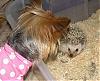 Chloe & Herbie the Hedgehog (no it is NOT a toy!)-chloe-herbie-2.jpg