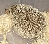 Chloe & Herbie the Hedgehog (no it is NOT a toy!)-herbie.jpg