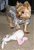 Now I have 2 Yorkies !!!-rambo-5.jpg