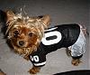 Tika's a Raiders Fan!-tikaraider.jpg