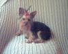 need some pictures-tommy-8-months.-adj-4jpg.jpg