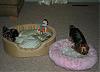 New Bed!!-diggy-new-bed-012.jpg