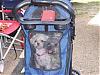 Jaxon & his Friend Sophie in his stroller-sophie-maltipoo-jaxon-yorkipoo-bad-nationals.jpg
