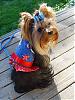 Go Fetch Makes Us Look Good!-fourth-july-harness-017s.jpg