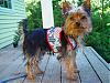 Go Fetch Makes Us Look Good!-fourth-july-harness-001s.jpg