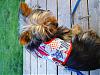 Go Fetch Makes Us Look Good!-fourth-july-harness-007s.jpg