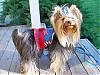 Go Fetch Makes Us Look Good!-fourth-july-harness-009s.jpg