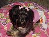 Trixie Bear got a new dress!!-trixie-bear-013.jpg