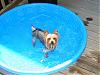 HEATWAVE!!  Jaxon loves his new pool-swimming-jaxon-2_june-26.jpg
