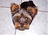 Please Post Funny Yorkie Pictures!-tobifunny.jpg