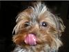 Please Post Funny Yorkie Pictures!-p1010019b.jpg