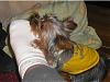 Please Post Funny Yorkie Pictures!-p1010070b.jpg