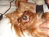 Please Post Funny Yorkie Pictures!-baby.jpg