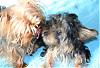 Please Post Funny Yorkie Pictures!-diggy-june18-003.jpg