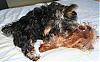 Please Post Funny Yorkie Pictures!-diggy-june20-006.jpg