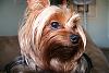 Please Post Funny Yorkie Pictures!-diggy-june20-018.jpg