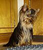 Please Post Funny Yorkie Pictures!-hpim0673.jpg