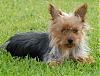 Please Post Funny Yorkie Pictures!-may-054_lexi.jpg