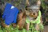Please Post Funny Yorkie Pictures!-jan-2007-026_2.jpg