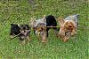 Please Post Funny Yorkie Pictures!-april-120_2.jpg