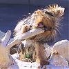 Please Post Funny Yorkie Pictures!-oct-2005-015square.jpg