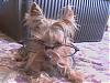 Please Post Funny Yorkie Pictures!-dcam0055.jpg