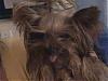 Please Post Funny Yorkie Pictures!-dcam0099.jpg
