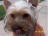 Please Post Funny Yorkie Pictures!-dukes-tougne.jpg