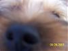 Please Post Funny Yorkie Pictures!-close-up-duke.jpg