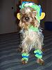 Please Post Funny Yorkie Pictures!-dsci0551.jpg