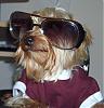 Please Post Funny Yorkie Pictures!-dsci0568.jpg