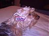 Please Post Funny Yorkie Pictures!-dsci4433.jpg
