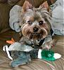 Please Post Funny Yorkie Pictures!-goofy.jpg