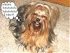 Please Post Funny Yorkie Pictures!-pleeease.jpg
