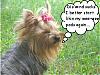 Please Post Funny Yorkie Pictures!-img_0999.jpg