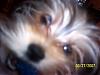 Please Post Funny Yorkie Pictures!-102_1605.jpg