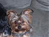 My adorable critters!!!-dexter-1-year-5-months.jpg